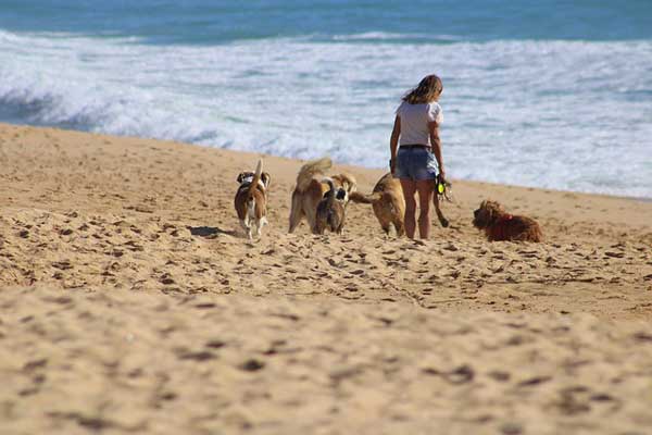 girl walking dogs on beach