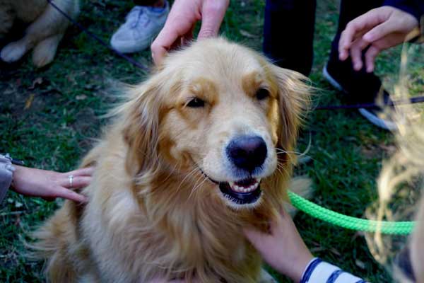 people petting dog