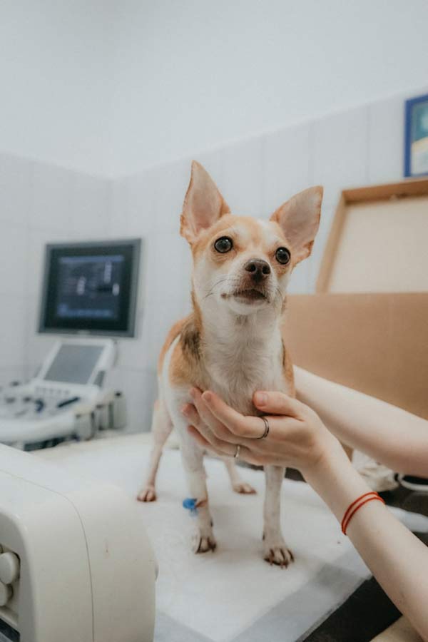 dog stands on vet table