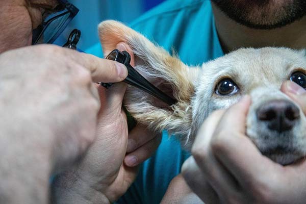 vet checks dog ear